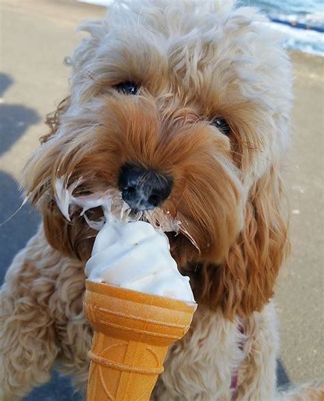 Happy Dog Eating And Ice Cream Cone Dog Training Dogs