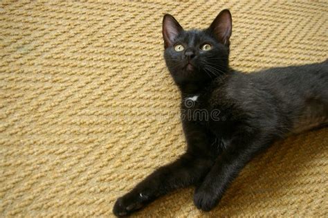 Black Kitten Lying On Carpet Stock Image Image Of Beautiful Feline