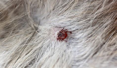 Do Ticks Leave A Lump On Dogs