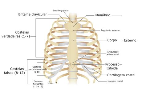 Costillas Anatomía Del Cuerpo Humano Definiciones Y Conceptos