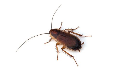 Types Of Roaches With Pictures A Pest Identification Guide