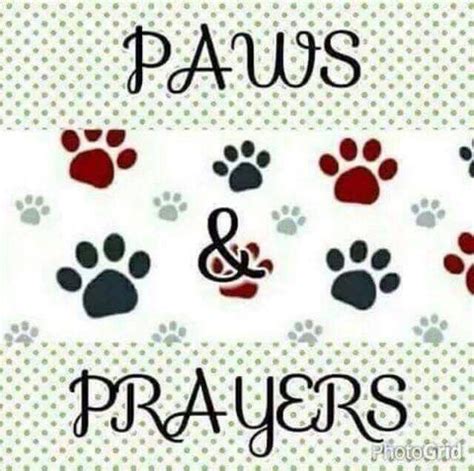 I pray you will please comfort them in this sickness, as you have comforted me. Cute :) | Prayer for sick dog, Sending prayers, Pet loss grief