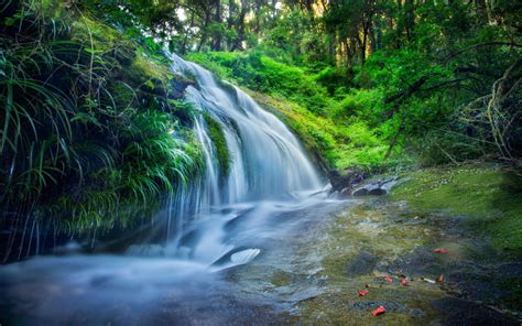 Thailand Waterfall Forest River Green Grass Wallpaper Hd High