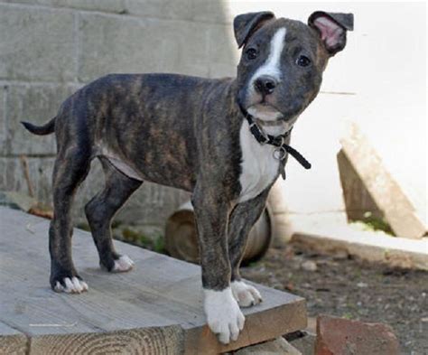 Pitbull Boston Terrier Mix Puppies Zoe Fans Blog Cute Dogs Pitbull