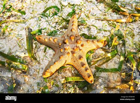 Protereaster Nodosus Is One Of The Most Commonly Encountered Sea Stars