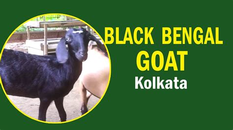 Top Black Bengal Goat Farm In West Bengal Bengal Goat Supplier In