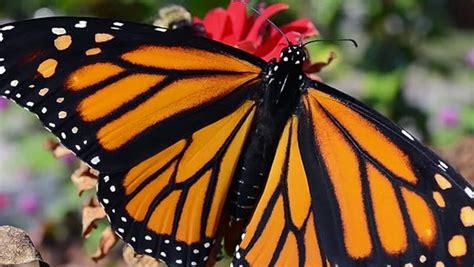 Monarch Butterfly Numbers Up But Remain Low By Historical Standards