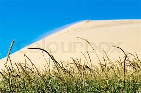 Sand Dunes Of Rubjerg Knude In Denmark Stock Image Colourbox