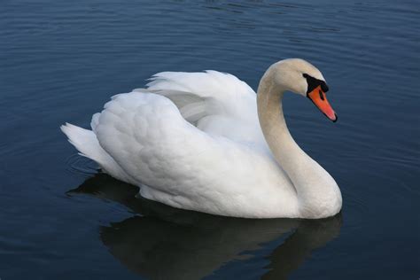 Image Result For Rajhans Bird Mute Swan Swan Beautiful Swan