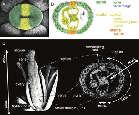 Different Views Of An Arabidopsis Gynoecium And Terms Used For