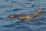 Steno bredanensis (golfinho com dentes ásperos) | MISTIC SEAS III