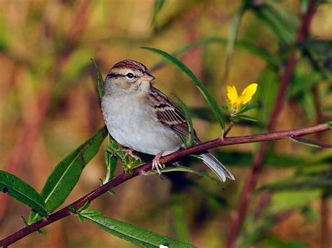 Chipping Sparrow Alabama Birding Trails