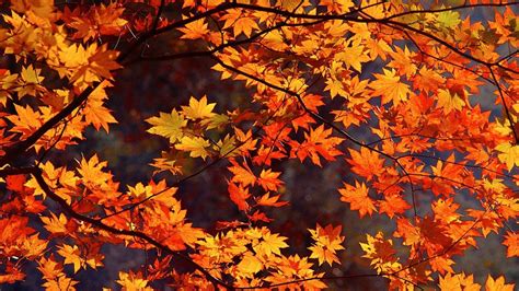 🥇 Japan Autumn Leaves Wallpaper 85004