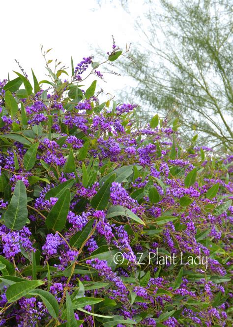 Purple Lilac Vine Another Great Lesser Known Plant To Try