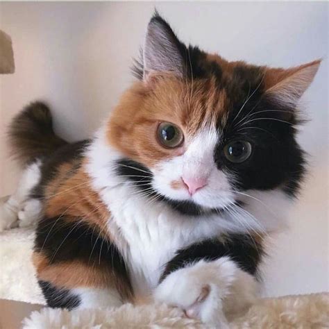 Fluffy Calico Cats Cats And Kittenscalico Cats Fluffy Kittens