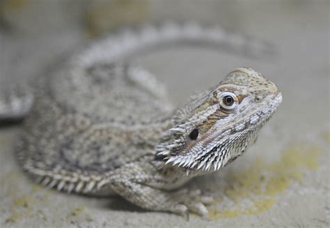 Bearded Dragons Calcium And Vitamin D3 Everything You Need To Know