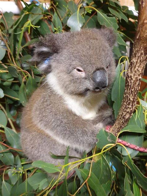 Pin On Koalas