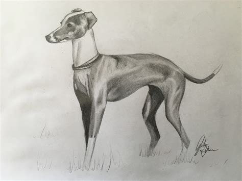 Https://tommynaija.com/draw/how To Draw A Greyhound