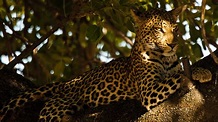 Amazon.de: Leopards of Dead Tree Island [OV] ansehen | Prime Video