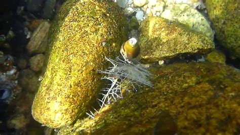 [佐波川のいきものたち 15 ] ヒゲナガカワトビケラ Stenopsyche marmorata の幼虫 - YouTube