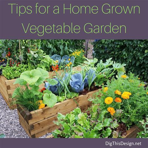 How To Start A Container Vegetable Garden Basic Tipsugr