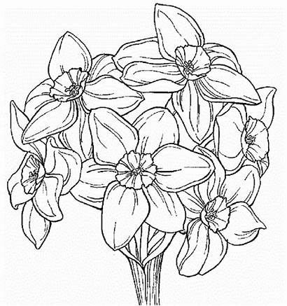 Daffodil Coloring Pages Flower