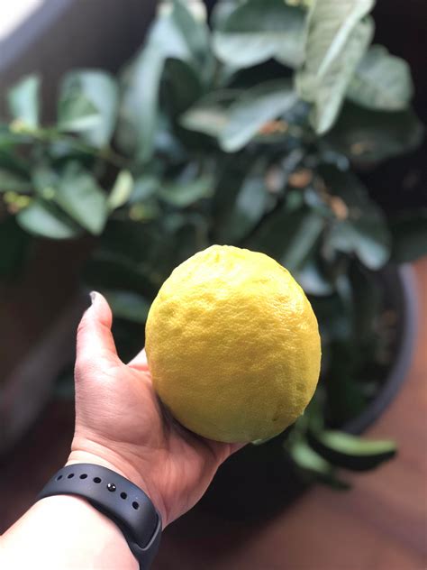 Ponderosa lemon tree! These lemons are massive. I don't believe this ...