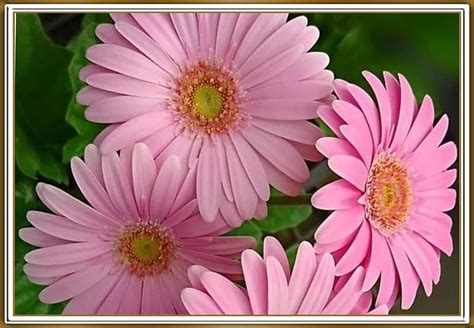 Pink Gerberas Pretty Nature Flowers Hd Wallpaper Peakpx