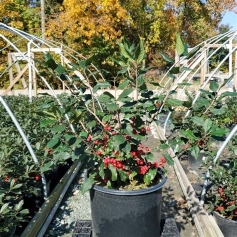 Red Sprite Winterberry Plant Addicts
