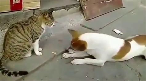 Cat Attacking Dog Don T Stop To Laugh Cat And Dog Funny Compilation