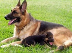 cuccioli pastore tedesco in regalo - Cuccioli Cani