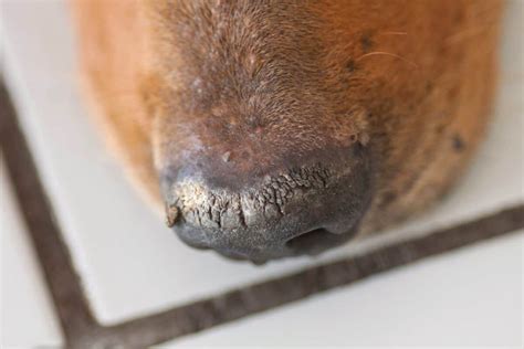 Crusty Dog Noses Nasal Hyperkeratosis Causes And Treatments