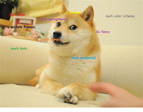 1000 Images About Much Doge Such Board On Pinterest Toronto Sushi