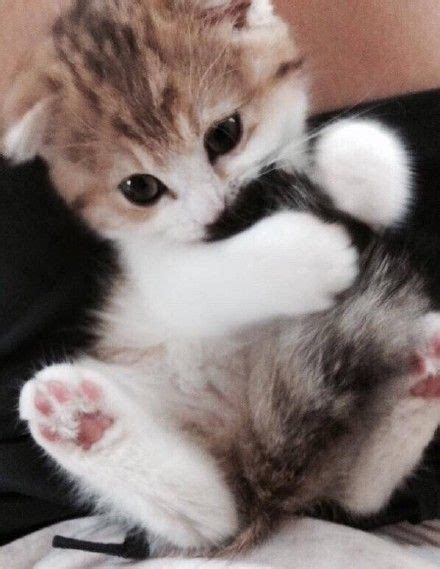 94 Best Images About Crazy Cute Cats On Pinterest