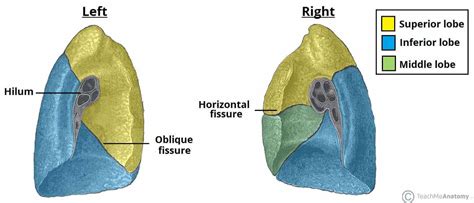 Lobes And Fissures Of The Left And Right Lungs Teachmeanatomy