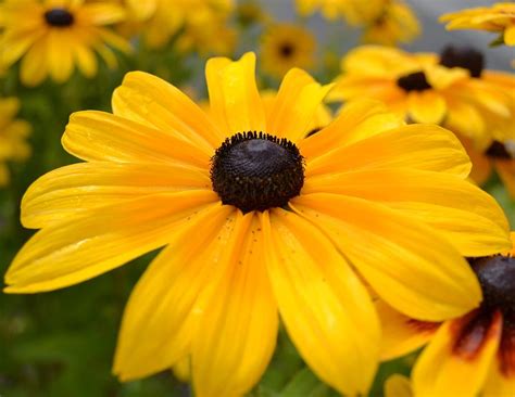 Yellow Black Eyed Susan Flower Garden Photograph By P S