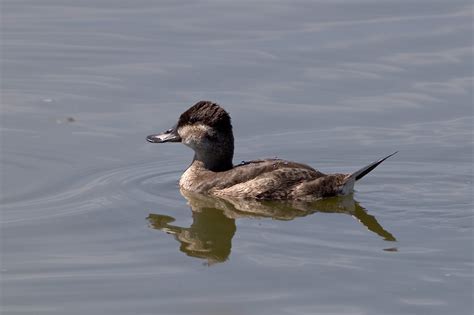 Ruddy Duck Oxyura Jamaicensis Jamaicensis Wild Bird Gallery