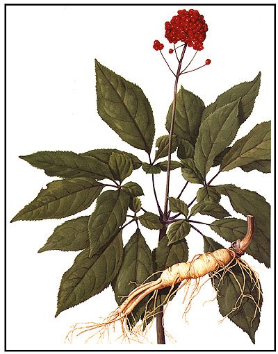 Ginseng (Panax ginseng) | Health and Natural herbal healing Natural ...
