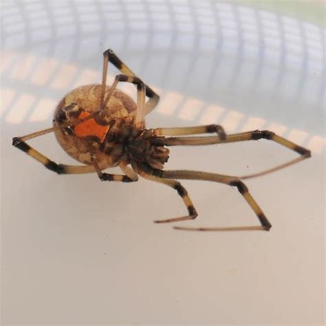 Brown Widow Latrodectus Geometricus Bugguidenet