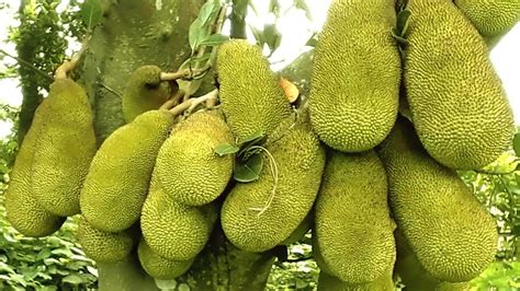 Jack Fruit In The Garden Jack Fruit Is National Fruit Of Bangladesh