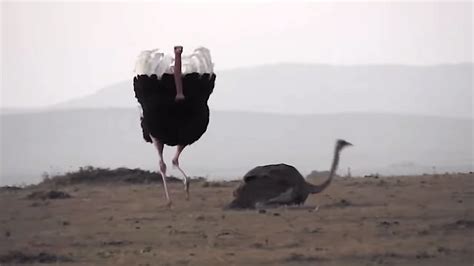 Ze Frank Musically Narrates An Ostrich Mating Dance