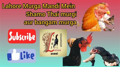 Lahore Murga Mandi Mein Shamo Thai Murgi Aur Bangam Murga Youtube