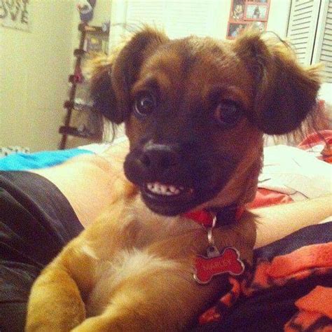 Smiley Smiling Dogs Funny Animals Cute Animal Pictures