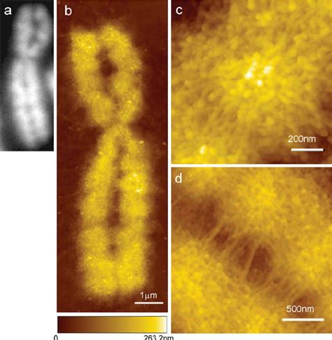 Atomic Force Microscopy For Imaging Human Metaphase Chromosomes Pdf