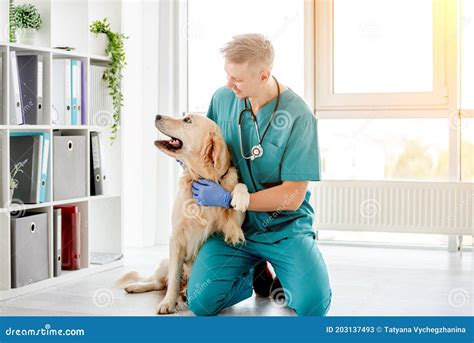 Golden Retriever Dog In Veterinary Clinic Stock Image Image Of Care