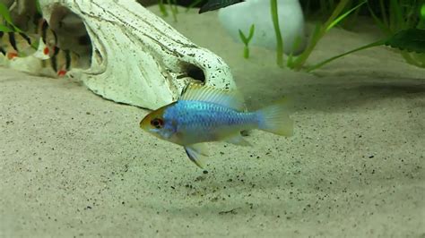 Tiger Barbs And Electric Blue Ram Youtube