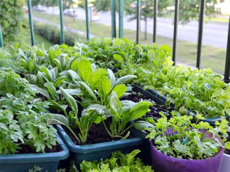 Container Vegetable Gardening Designing Your Container Vegetable