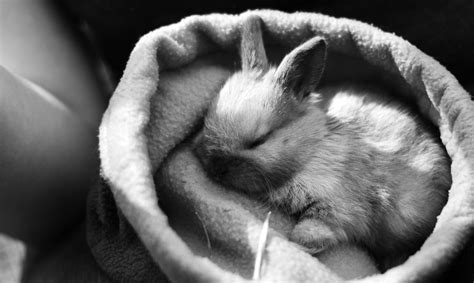 Baby Rabbit Sleeping Rrabbits