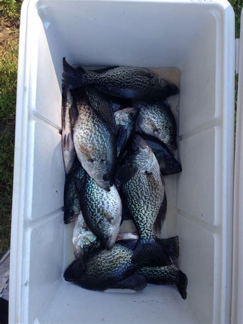 Lake Talquin Crappie Pensacola Fishing Forum