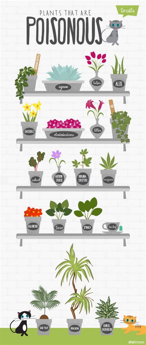 Flowers poisonous to cats lily. #Infographic: Plants that are Poisonous to Cats - Katzenworld